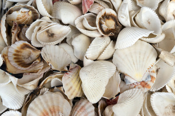 A lot of seashells close up