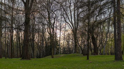 Obraz premium The first symptoms of spring, Aviators Park, Krakow, Poland