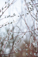 Easter willow close up.