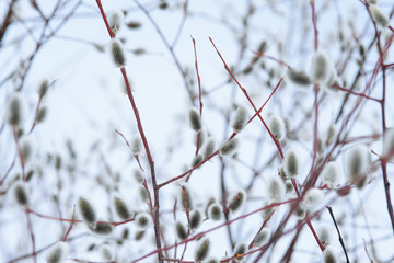 Easter willow close up.