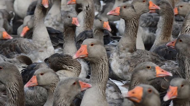 A flock of gray geese behind the fence on the farm