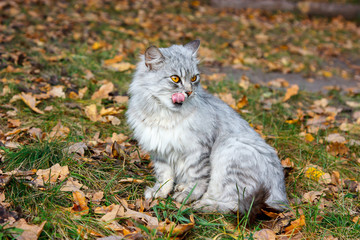 Naklejka na ściany i meble gray cat with orange eyes stuck out his tongue. Against the background of autumn foliage