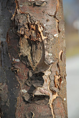Baumrinde