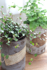 白いカーテン越しに飾ってるリメイク缶に入れた観葉植物