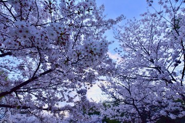 日本の夜景の桜