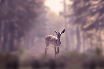 Alone small deer cub in the fog of a winter forest mountain. Nature and wildlife concept with empty...