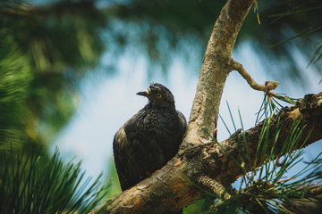 Gloomy dove sitting on a branch