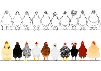 various chicken in a row