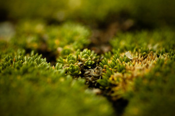 Moss growing on stones