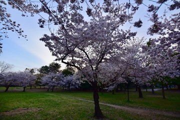 Naklejka premium 日本の夜景の桜