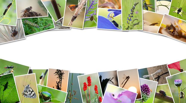 photos d'insectes en bannière