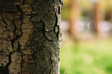 tree bark in the forest close up
