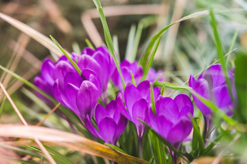 Purple crocuses flowers in the garden, spring time.