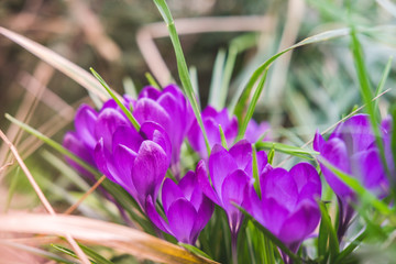 Purple crocuses flowers in the garden, spring time.