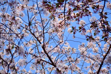 日本の夜景の桜