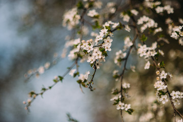 apple tree is blooming in the garden close up