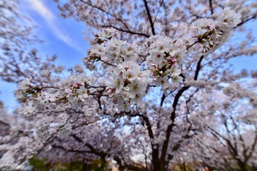 Fototapeta premium 日本の夜景の桜