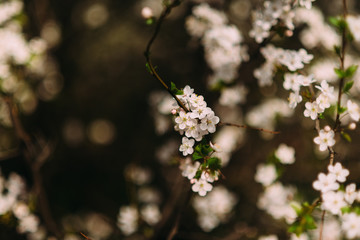 apple tree is blooming in the garden close up