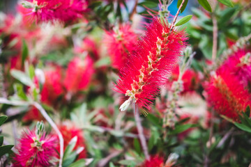 Red Callistemon citrinus flowers with green leaves in exotic tropical garden of Istanbul, Turkey. Callistemon Bottlebrush tree flowers