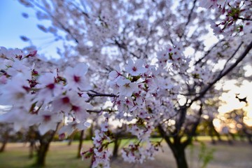 日本の夜景の桜