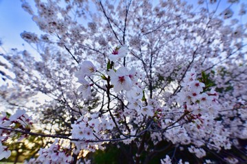 日本の夜景の桜