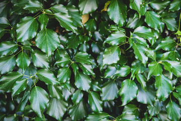 Green floral pattern of leaves. Natural background from above. Top view.