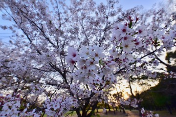 日本の夜景の桜