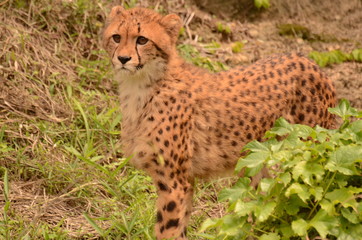 チーター