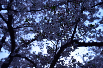 日本の夜景の桜