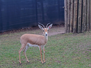 Gazelle