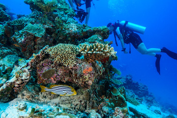 Diving the Maldives