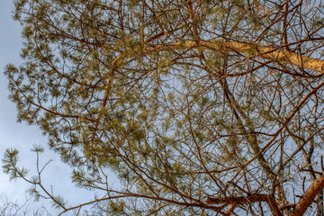 Green tree branches against the blue sky