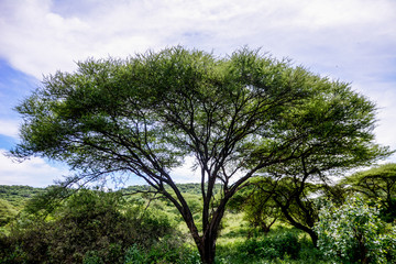 Landscape in Manyara National Park
