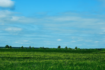 landscape hills with forest