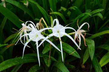 White Lily, Igatpuri, Maharashtra, India.