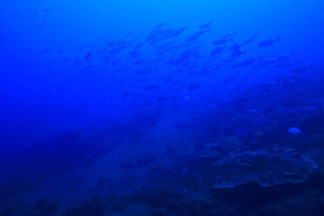 underwater world / blue sea wilderness, world ocean, amazing underwater