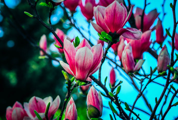 Fototapeta na wymiar Magnolia tree flowers blossoming, springtime. Abstract floral delicate pink backdrop.