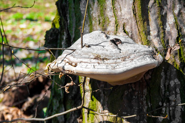 Fomes fomentarius (commonly known as the tinder fungus) on live tree