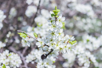 White flowers of the cherry blossoms on a spring day