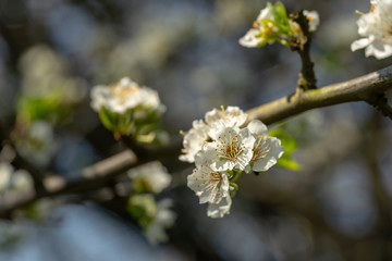 Fototapeta premium Close-up branch of white cherry plum flowers blossom in spring. Lot of white flowers in sunny spring day on gray blurred background. Selective focus. Interesting nature concept for design.
