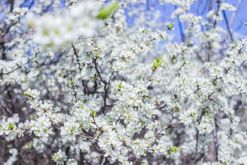 Flowering spring trees. Beautiful white apricot blossom gardens