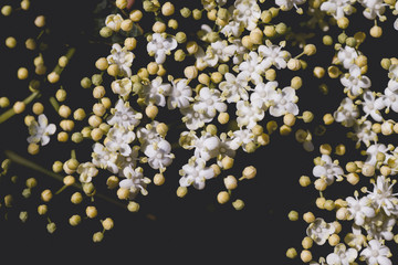 Detail of sambucus nigra white flowers blooming in springtime