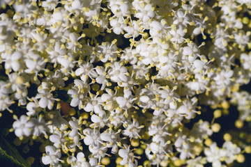 Elder white flowers close up