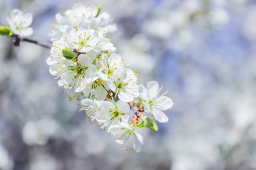 Branch of a blooming apricot tree
