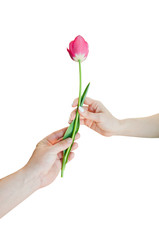 guy girl giving flower on isolated white background