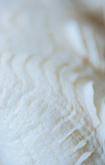 Abstract Seashell blurred background.Backdrop with copy cpace for webdesign.