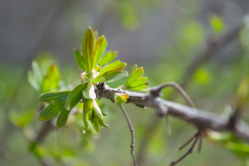 Black currant branch without berries in spring close-up