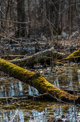 Marsh Moss