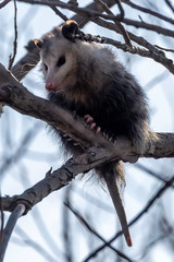 Opossum in Tree
