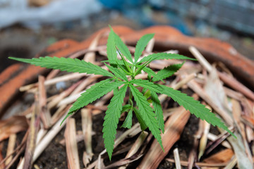 The Cannabis plant, Ganja